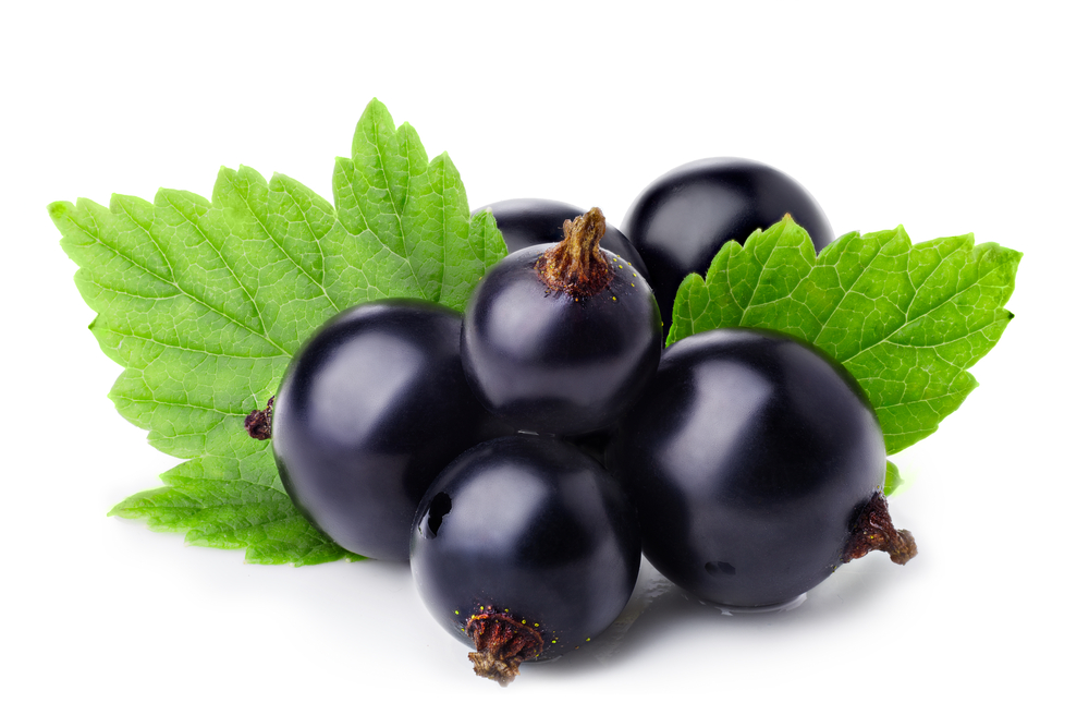 blackcurrant_211775791.jpg